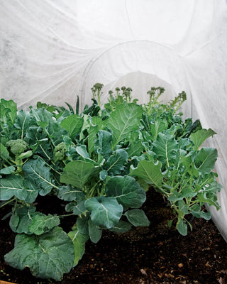  || https://assets.gardeners.com/transform/d8462f56-4807-4cca-aefd-65754df9411a/32644_7936-tif