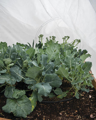  || https://assets.gardeners.com/transform/0a4358bb-0361-4cd3-8986-6cc1fec6c5f1/32651_7944-tif