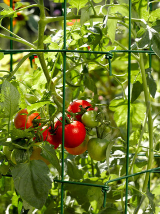  || https://assets.gardeners.com/transform/335c9622-2d7b-4645-9c48-670d86e05a8e/34182_588-tif