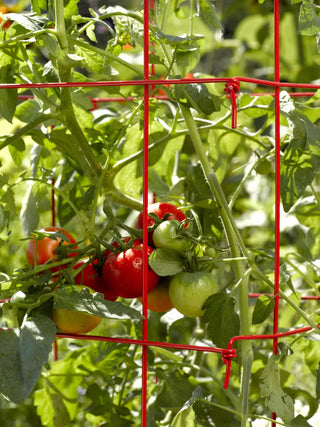  || https://assets.gardeners.com/transform/a6d81ee6-a680-4af3-95c6-3e2d8c9d5821/34182_592