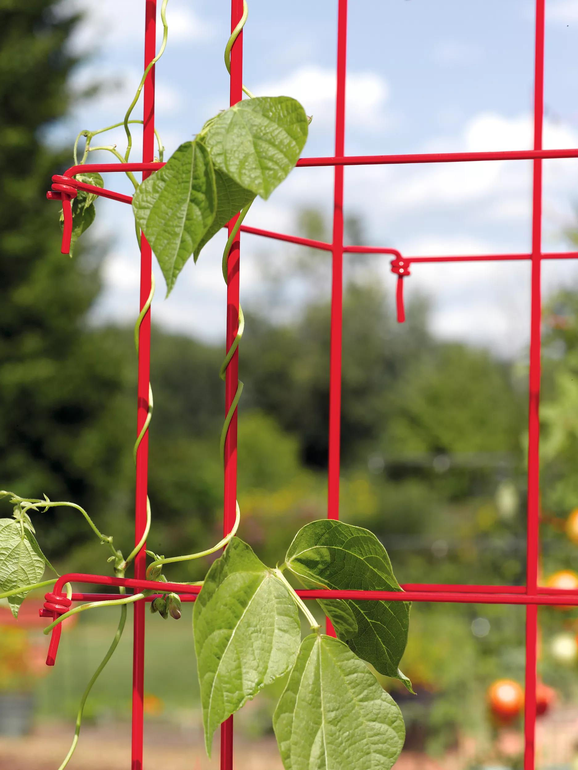trellis for plants near me Bean Trellis - Pole Bean Trellis - Green Bean Trellis
