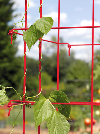  || https://assets.gardeners.com/transform/f308fd30-d062-4db2-b2ab-5a7387b3b479/35781_037-tif