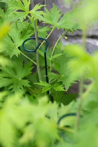  || https://assets.gardeners.com/transform/a58ca211-bc83-46d8-b183-265e22973dbd/37-471_0221