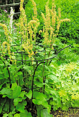  || https://assets.gardeners.com/transform/ce2222e9-7f2b-4634-b360-ac8f28a8ab48/37423_200-tif
