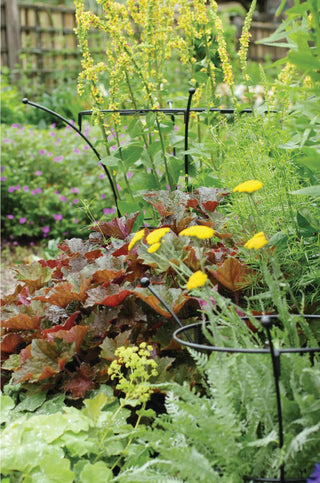  || https://assets.gardeners.com/transform/d7f23a44-228a-446c-a7d3-2fd27ad0179c/37423_280-tif