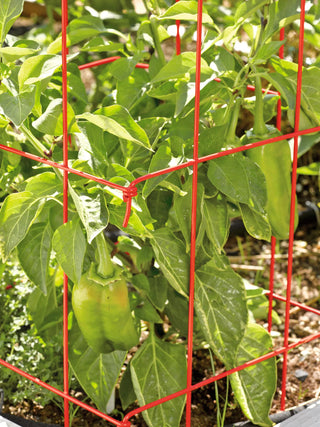  || https://assets.gardeners.com/transform/45cf318d-f238-4d2a-b931-5191a908eb8f/37464_567-tif