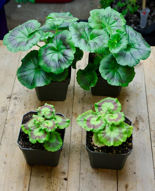  || https://assets.gardeners.com/transform/43e89b5d-1f75-4779-b90d-04977be7a260/37808_002E-tif