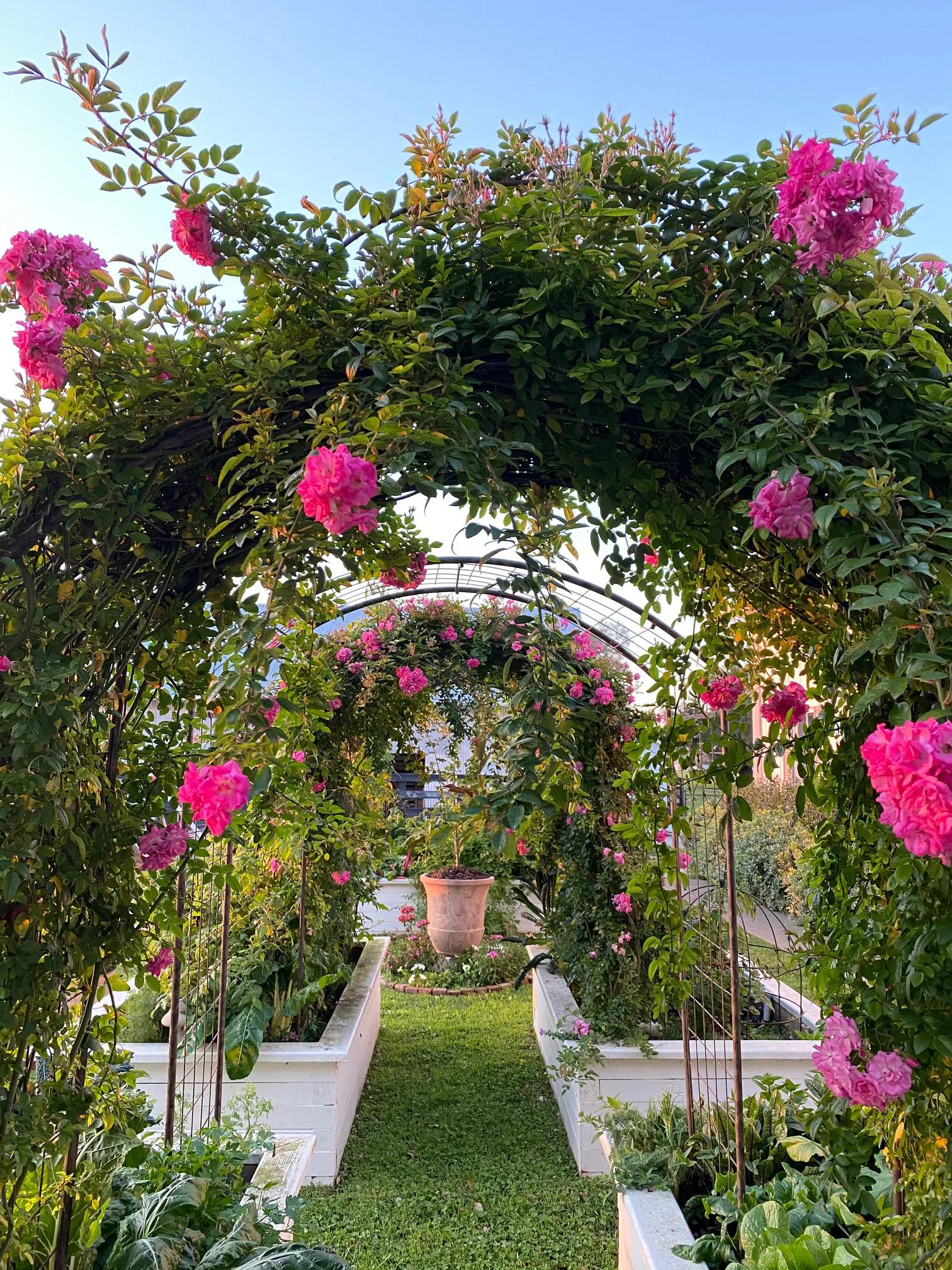 rose planter with trellis Rose Trellis: Jardin Rose Arch
