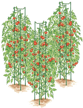  || https://assets.gardeners.com/transform/45f0b0a9-b088-415a-bc45-ee01e82b7196/38184_001E-psd