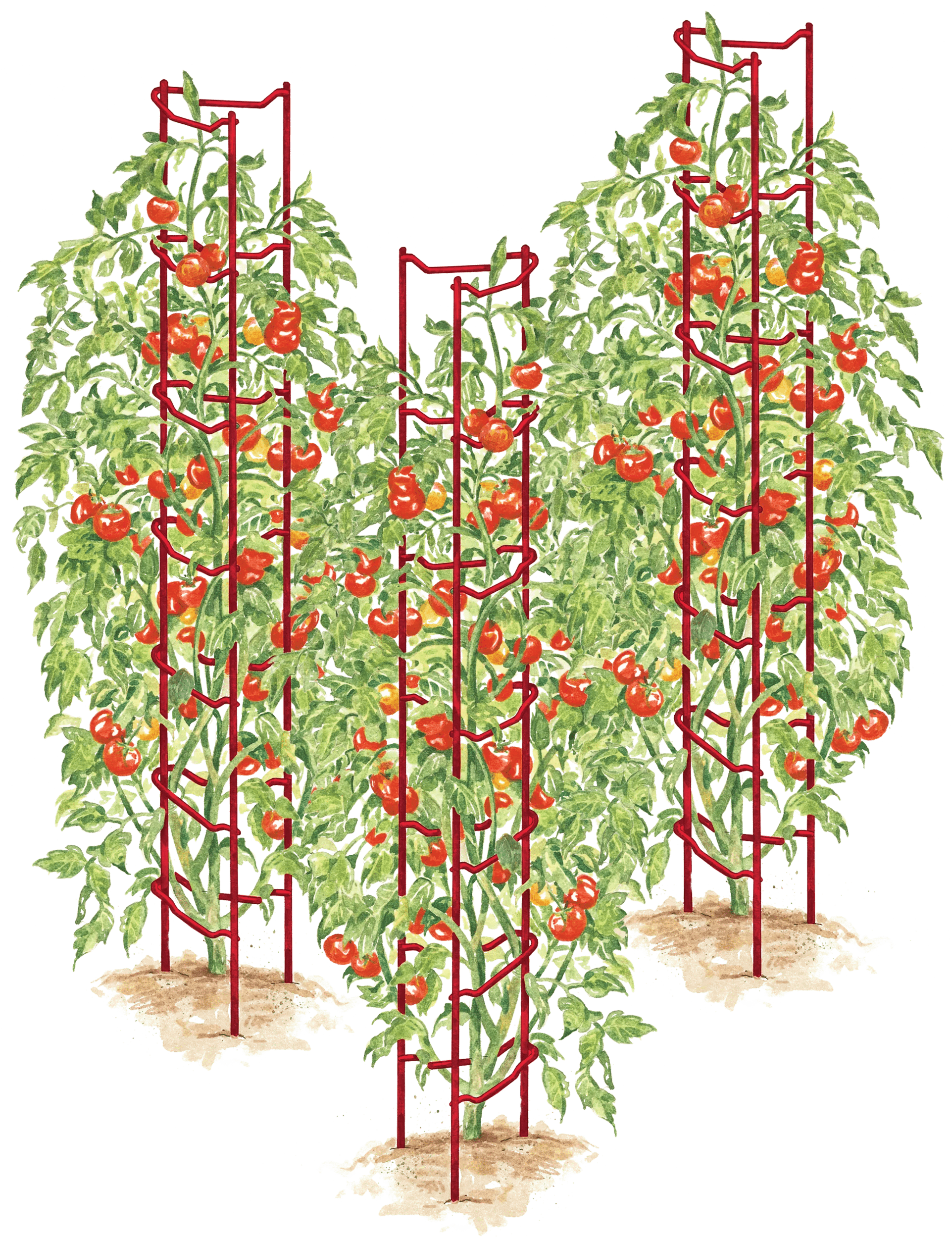 stakes for tomato plants in pots Tomato Ladders - Tomato Stakes