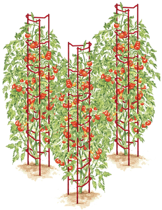  || https://assets.gardeners.com/transform/22b3015e-80e4-4bf6-93c3-fedcf1ca6b24/38185_001E-psd