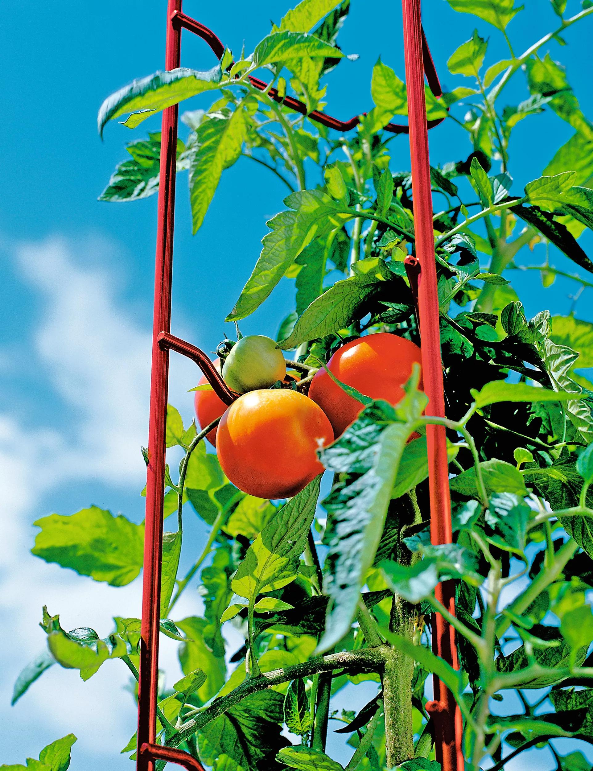 stakes for tomato plants in pots Tomato Ladders - Tomato Stakes
