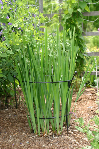 || https://assets.gardeners.com/transform/5bb8313d-1680-4f08-ad0d-1962c515887e/38430_7627-tif