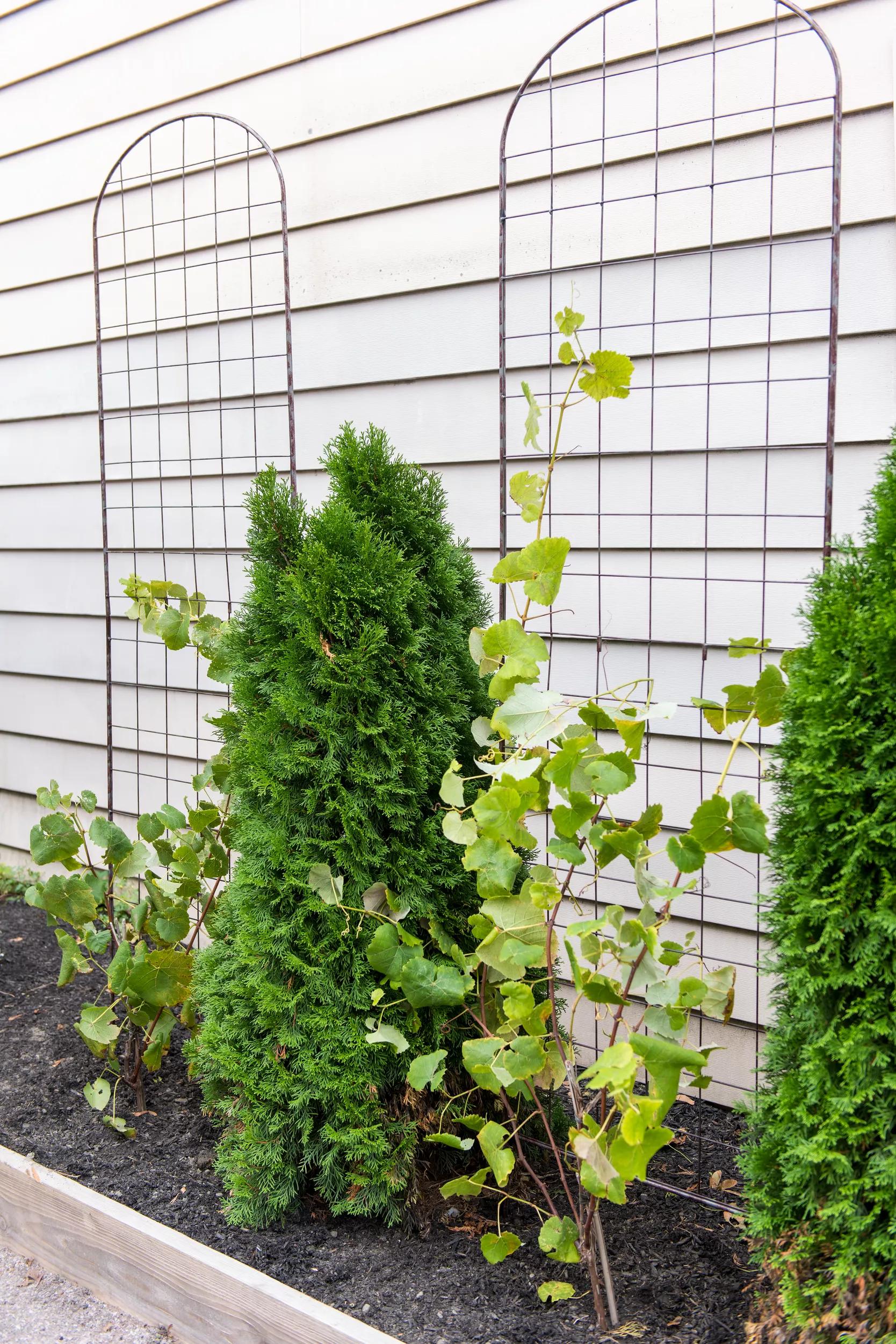 plants for trellis fence Metal Clematis Trellis