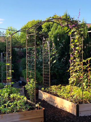  || https://assets.gardeners.com/transform/f6d3b83a-2642-4409-a177-36195825904b/38690_02IN-tif