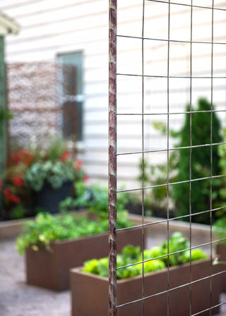  || https://assets.gardeners.com/transform/259ae057-6d89-4e37-84ef-9ded0fd3217d/38690_9948-tif