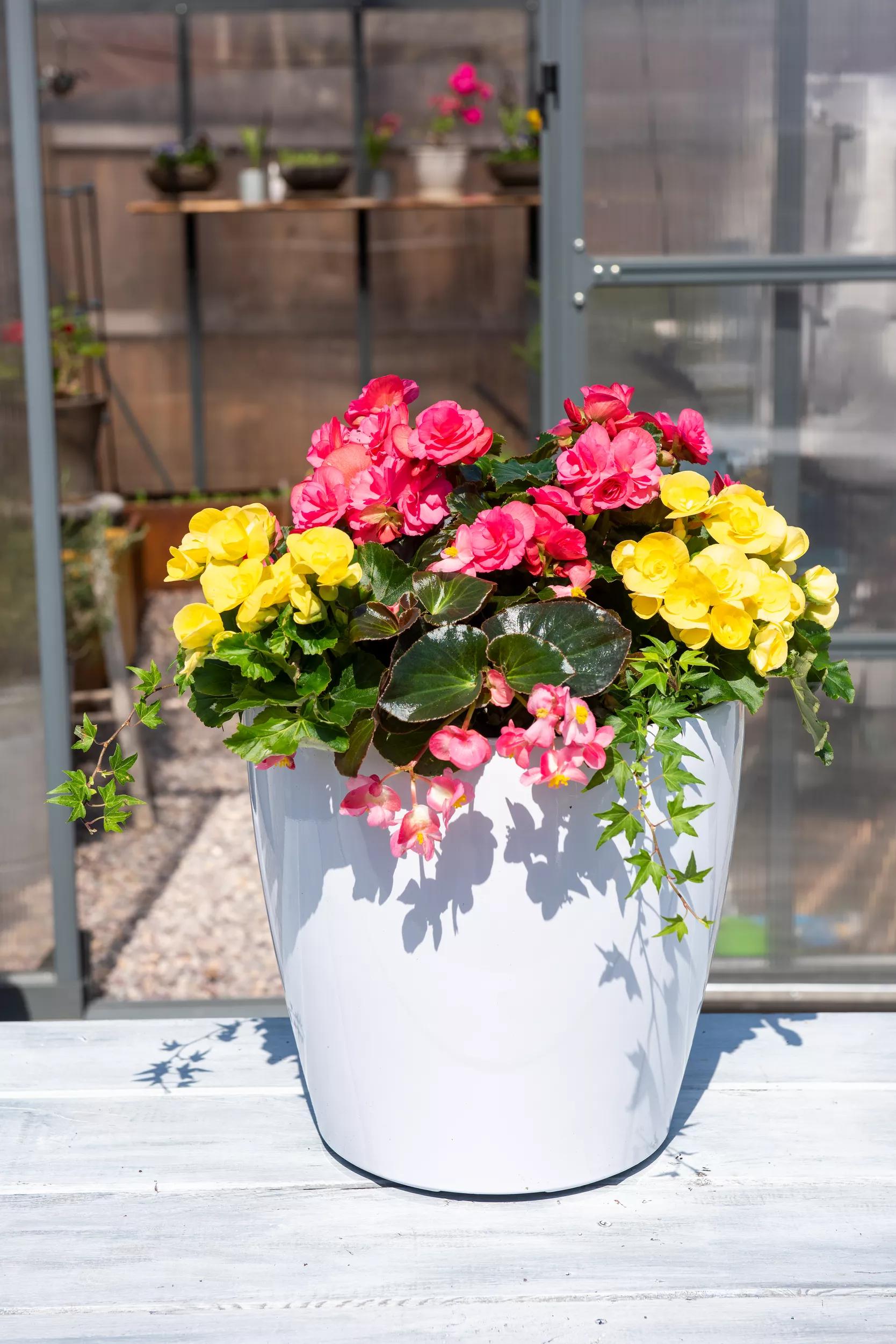 viva self watering planter Viva™ Round Self-Watering Rolling Planter, 14" Diameter