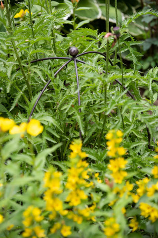 || https://assets.gardeners.com/transform/d2f32e55-df62-4fa8-b6f2-cd5e45f32fc6/39-520_0077-tif