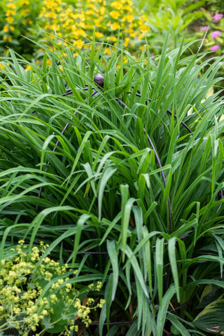  || https://assets.gardeners.com/transform/627d8a59-7413-4059-baa8-f3d3715c4814/39-521_0073-tif