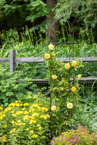  || https://assets.gardeners.com/transform/46d2b413-1721-4abb-8707-4d68cd0b4396/39-530_1668-tif