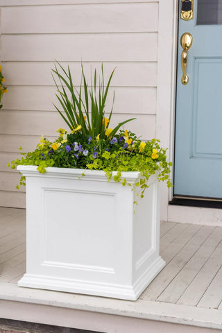  || https://assets.gardeners.com/transform/71b580c2-cd28-434d-a742-368cbce8b62b/39-618_043-tif