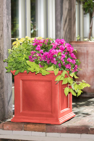  || https://assets.gardeners.com/transform/fb845740-e439-456c-9aa0-9f1027deb28f/39-618_08477-tif