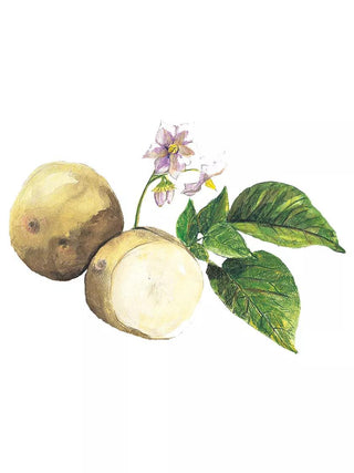  || https://assets.gardeners.com/transform/fc9c9863-efaa-4ffd-8506-cd061da8b3cd/39-681-Yukon-Gold_POTATOONLY