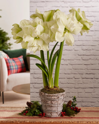 Premium Amaryllis Bulbs