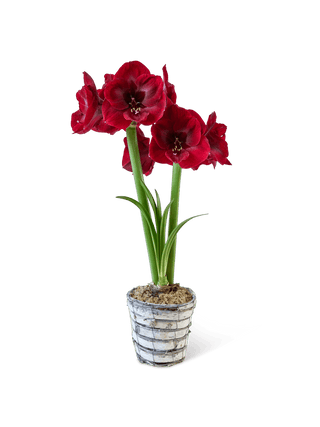 Premium Potted Amaryllis