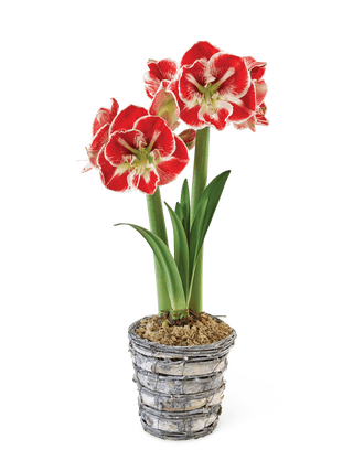 Premium Potted Amaryllis