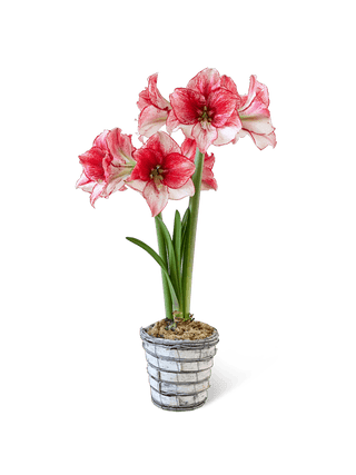 Premium Potted Amaryllis