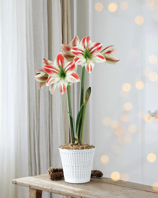 Premium Potted Amaryllis