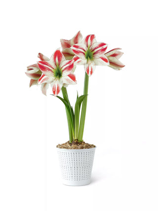 Premium Potted Amaryllis