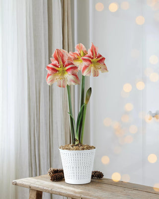 Premium Potted Amaryllis