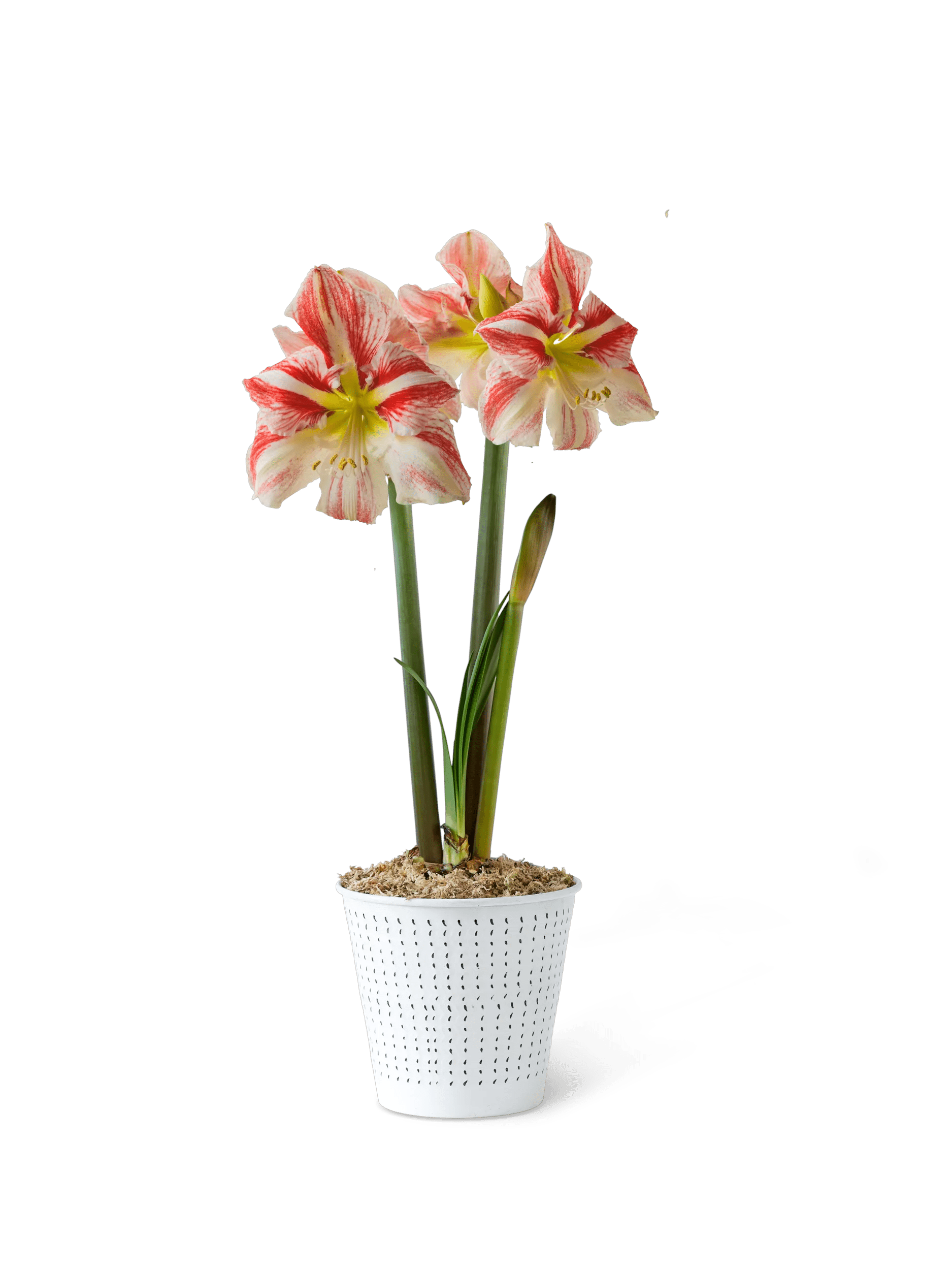 is amaryllis a succulent Potted Amaryllis