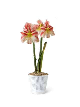 Premium Potted Amaryllis
