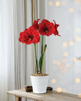 Premium Potted Amaryllis