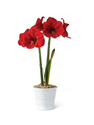 Premium Potted Amaryllis