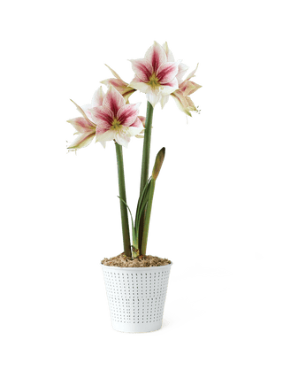 Premium Potted Amaryllis
