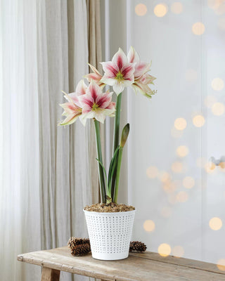 Premium Potted Amaryllis