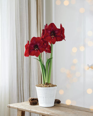 Premium Potted Amaryllis