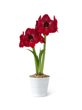 Premium Potted Amaryllis