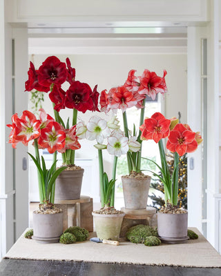  || https://assets.gardeners.com/transform/c83368fd-cf0b-48dc-b444-921a53e1e615/39-733_2023_02