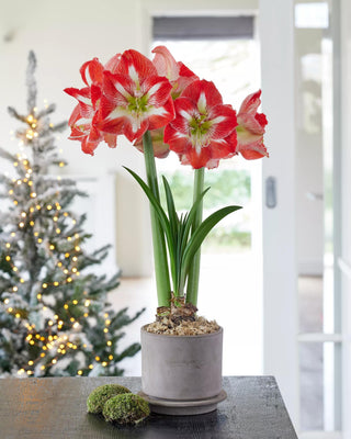 Premium Amaryllis Bulb for Sale
