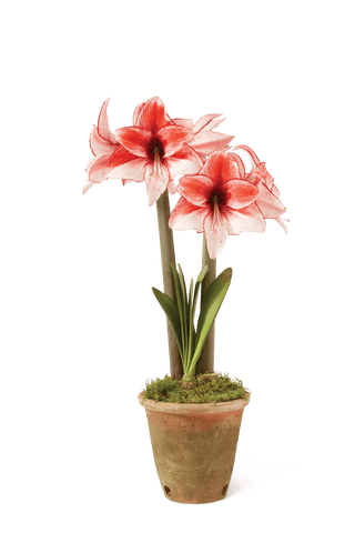 Premium Amaryllis Bulb for Sale