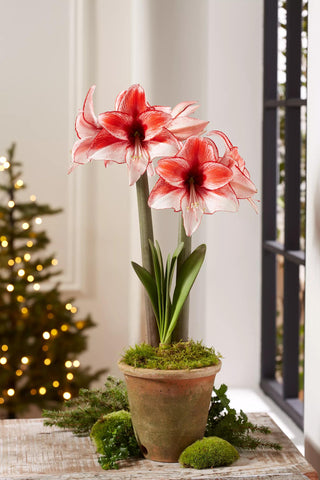 Premium Amaryllis Bulb for Sale