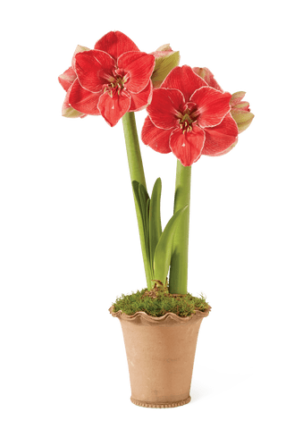 Premium Amaryllis Bulb for Sale