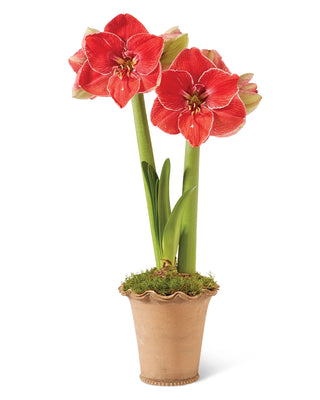 Premium Amaryllis Bulbs