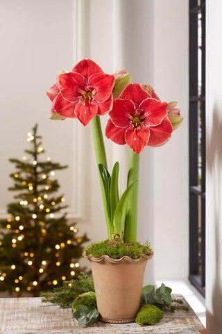 Premium Amaryllis Bulb for Sale