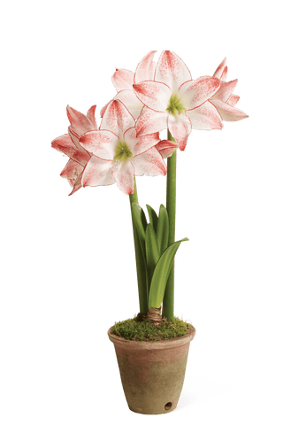 Premium Amaryllis Bulb for Sale